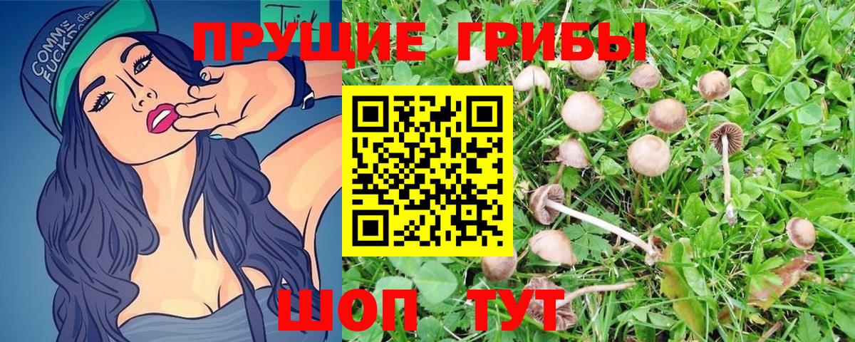 как найти   Вход с VPN  Псилоцибиновые грибы Psilocybine cubensis  Нижнекамск  Галлюциногенные грибы Psilocybe 